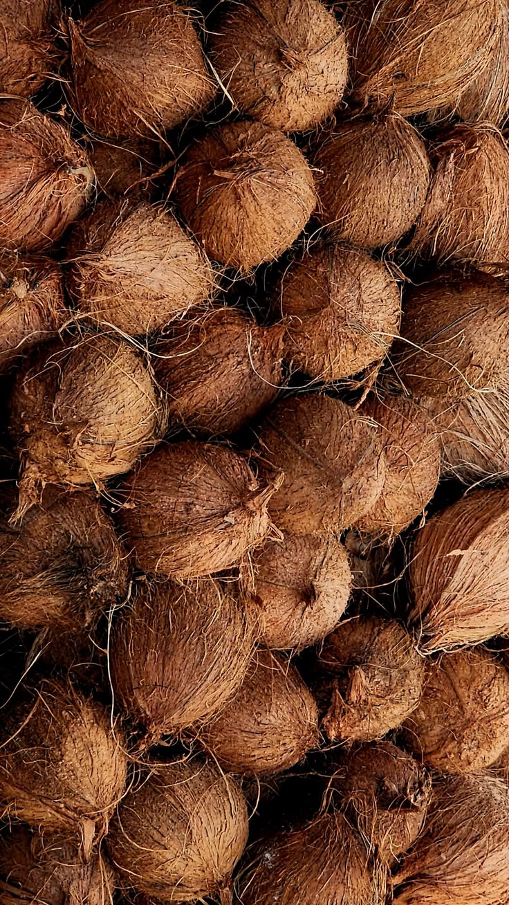 Mature Coconut
